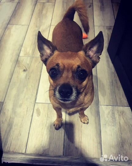 Вязка тойтерьер-мальчик