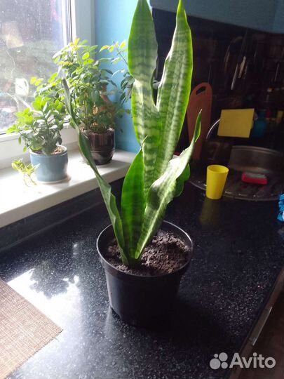Сансевиерия(щучий хвост)