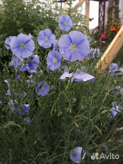 Растения для сада. Многолетники