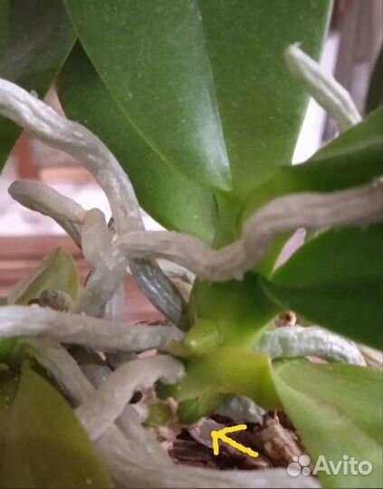 Орхидея фаленопсис 