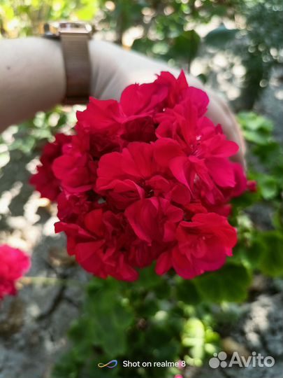 Гибискус, герань, орех саженец