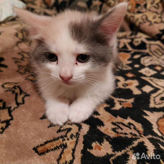 Кошки в добрые руки
