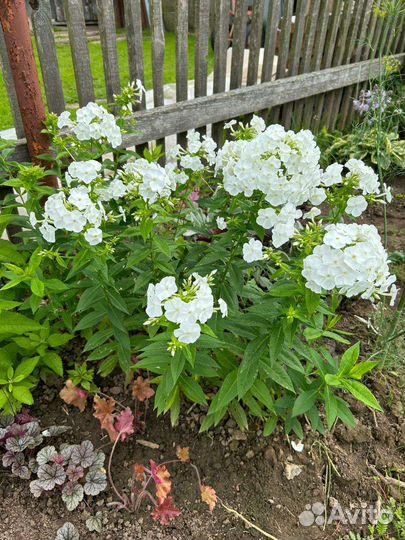 Многолетники