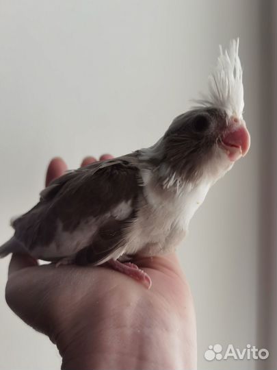 Бесщекие птенцы кореллы выкормыши