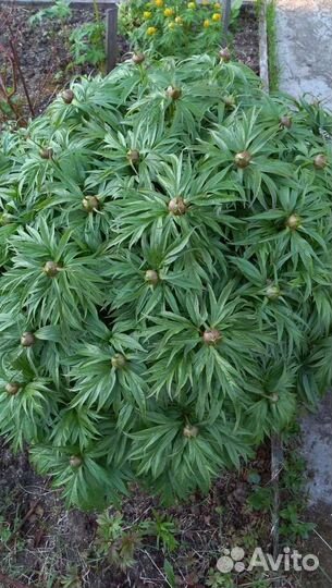 Семена. Марьин корень. (Пион уклоняющийся)