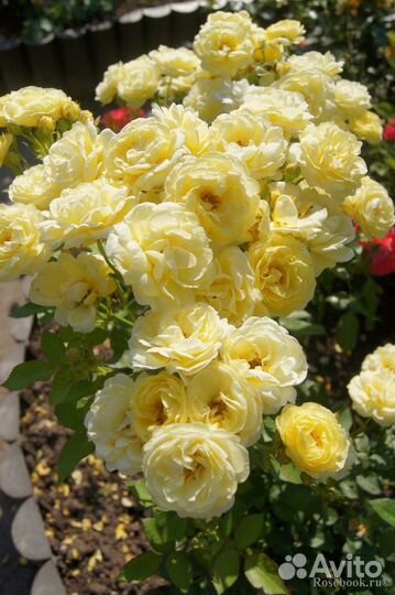 Роза Comtesse Du Barry/Комтесс дю Барри флорибунда