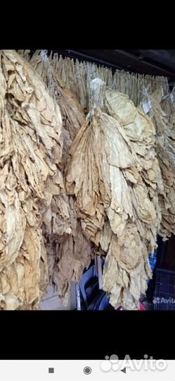 Рассада табака