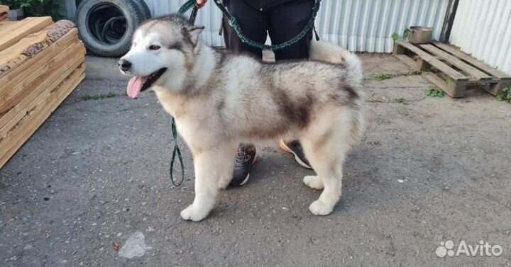 Аляскинский маламут вязка