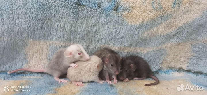 Крысята Лонг / Девил / Рекс