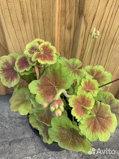 Пеларгония герань