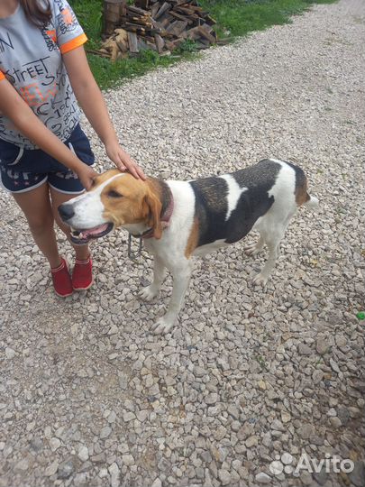 Найдена собака