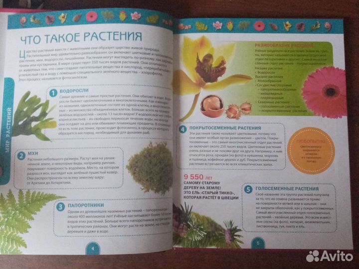 Энциклопедия