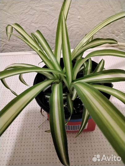 Хлорофитум