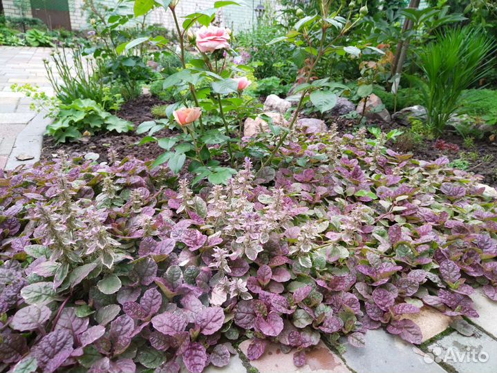 Почвопокровные растения