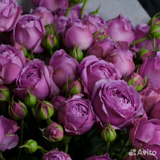 Розы спрей Сортов много Зкс С2 Местные