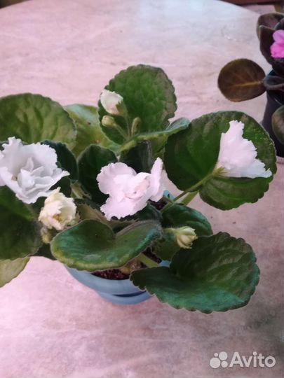 Цветущие фиалки