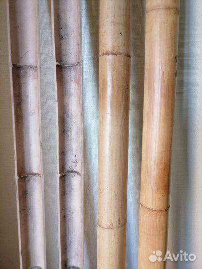 Верхушки бамбука