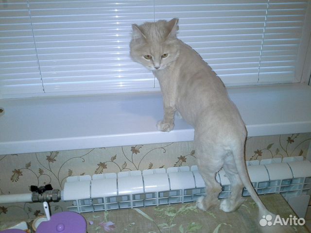 Cтрижка кошек на дому