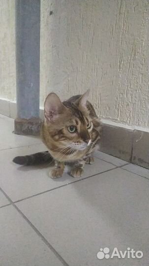 Брошенный ангел (кошка бенгальской породы)