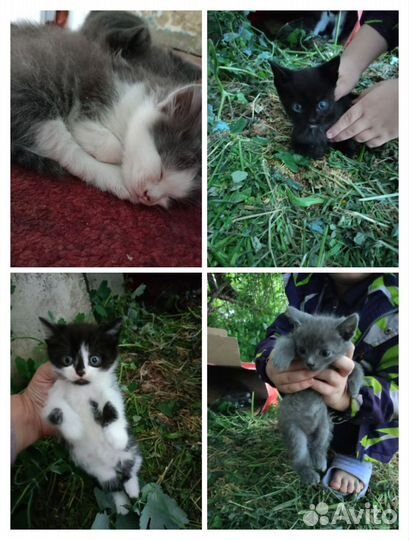Котята в добрые руки