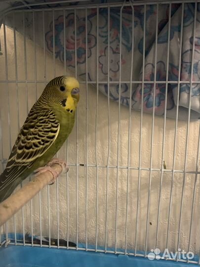 Волнистый попугай