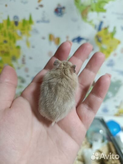 Ручные джунгарские хомяки с клеткой