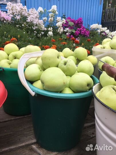 Яблоки белый налив