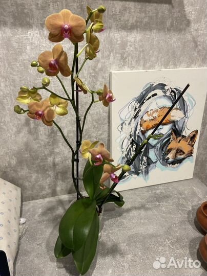 Орхидея фаленопсис