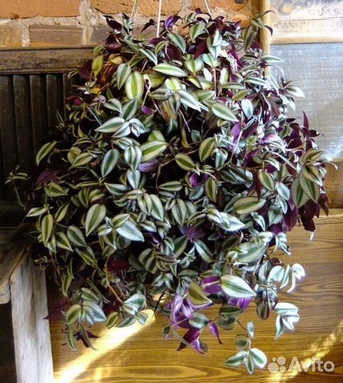 Традесканция плющ