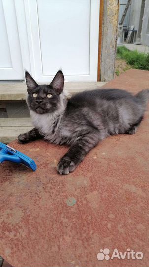 Котята мейн-кун