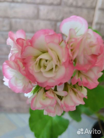 Пеларгония Apple blossom