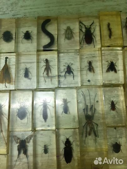 Насекомые в стекле