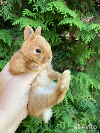 Ручные, ласковые кролики