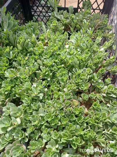 Портулак рассада