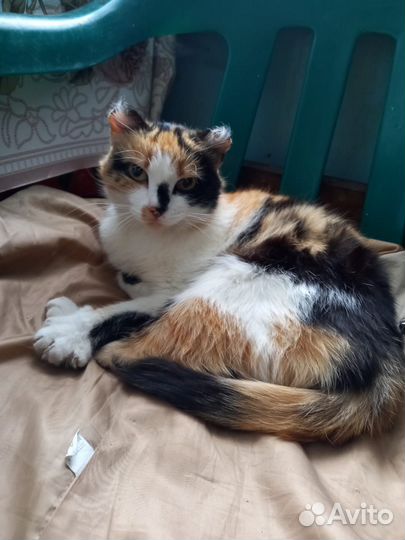 Кошка