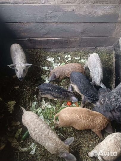 Венгерская мангалица