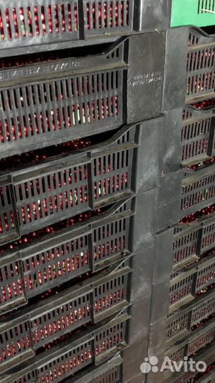 Брусника свежая