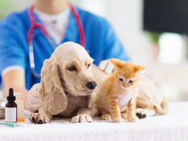 Ветеринарные услуг