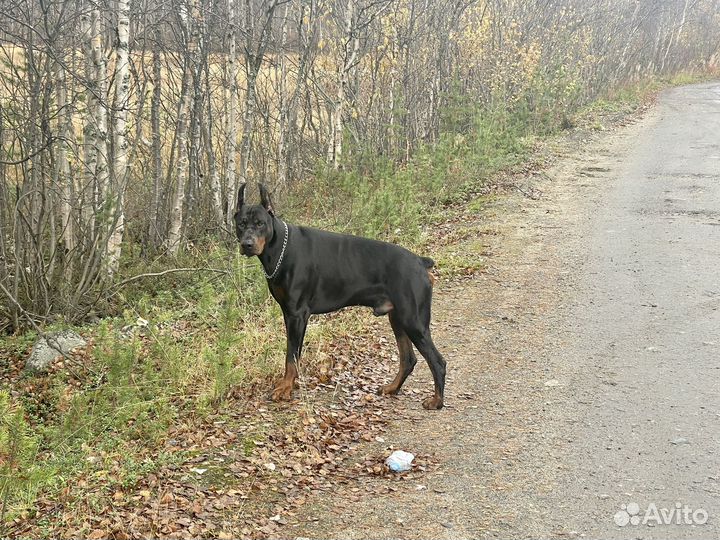 Доберман вязка