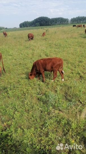 Телята мясной породы бычки