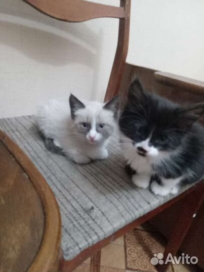 Котенок 2 месяца