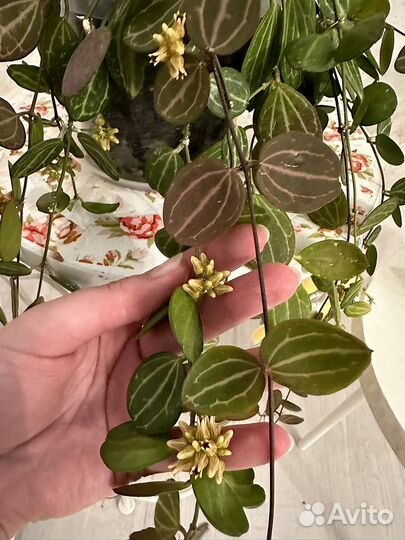 Дисхидия овата