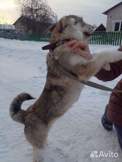 Щенок 10 месяцев