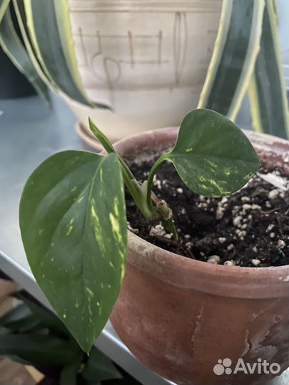 Хойя, сциндапсус