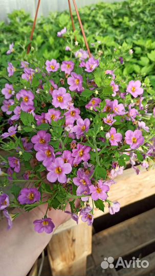 Бакопа ампельная