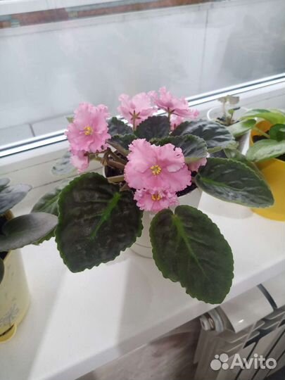 Фиалка цветущая