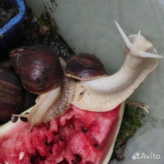 Улитки ахатины бесплатно