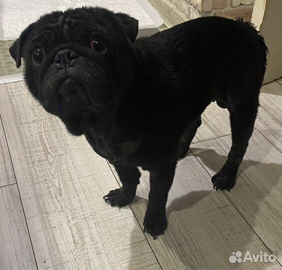 Мопс бесплатно