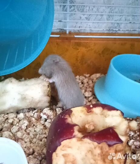 Сирийский хомяк