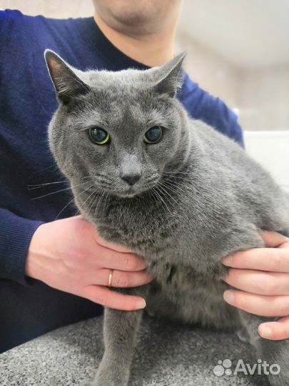 Ветеринарный врач на дом. Ветеринарная помощь